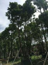 全冠多杆樟树