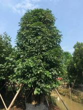 多杆秋枫